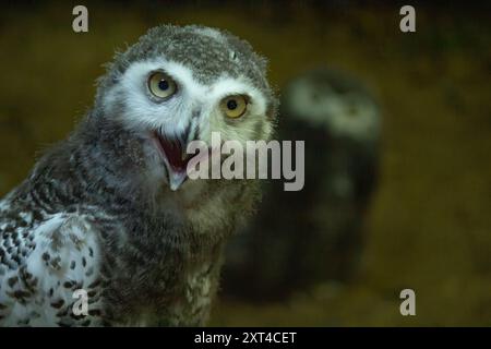 Überraschte junge Schneeeule mit offenem Mund. Polare oder weiße Eulenküken (Bubo scandiacus) mit gelben Augen mit dunkelgrauem mesoptilem Gefieder. Stockfoto