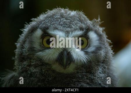 Überraschte junge Schneeeule mit offenem Mund. Polare oder weiße Eulenküken (Bubo scandiacus) mit gelben Augen mit dunkelgrauem mesoptilem Gefieder. Stockfoto