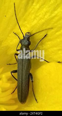 (Oedemera lurida) Insecta Stockfoto