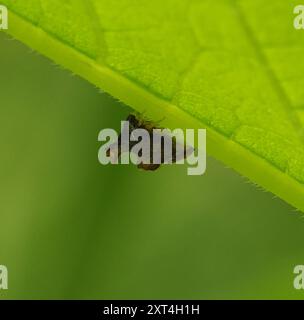 Kielbarer Baumopper (Entylia carinata) Insecta Stockfoto