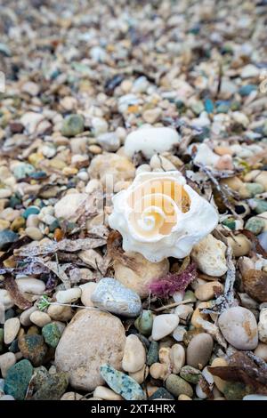 An diesem Strand in Haiti, Hispaniola, gibt es eine beeindruckende Sammlung von Muscheln, Kies und Korallen Stockfoto