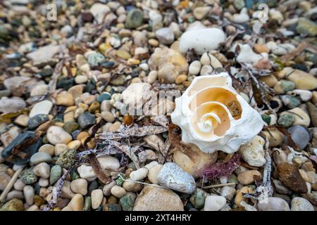 An diesem Strand in Haiti, Hispaniola, gibt es eine beeindruckende Sammlung von Muscheln, Kies und Korallen Stockfoto