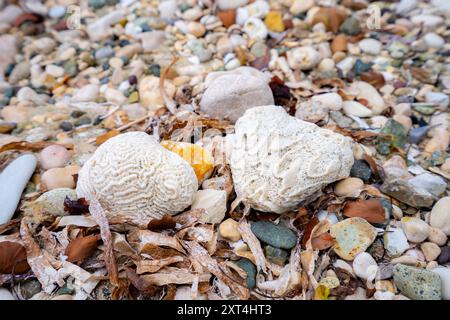 An diesem Strand in Haiti, Hispaniola, gibt es eine beeindruckende Sammlung von Muscheln, Kies und Korallen Stockfoto