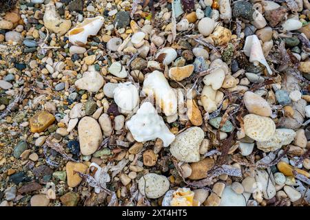 An diesem Strand in Haiti, Hispaniola, gibt es eine beeindruckende Sammlung von Muscheln, Kies und Korallen Stockfoto