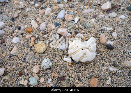 An diesem Strand in Haiti, Hispaniola, gibt es eine beeindruckende Sammlung von Muscheln, Kies und Korallen Stockfoto