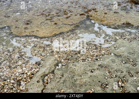 An diesem Strand in Haiti, Hispaniola, gibt es eine beeindruckende Sammlung von Muscheln, Kies und Korallen Stockfoto