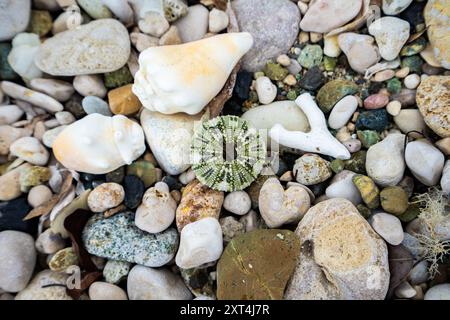 An diesem Strand in Haiti, Hispaniola, gibt es eine beeindruckende Sammlung von Muscheln, Kies und Korallen Stockfoto