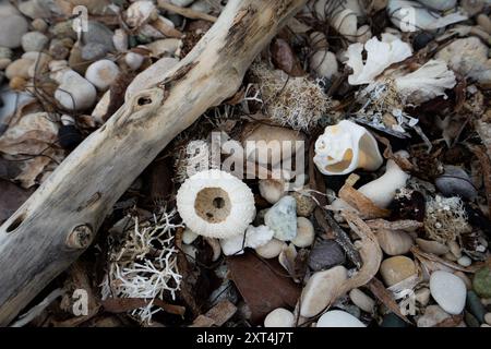 An diesem Strand in Haiti, Hispaniola, gibt es eine beeindruckende Sammlung von Muscheln, Kies und Korallen Stockfoto