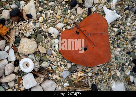 An diesem Strand in Haiti, Hispaniola, gibt es eine beeindruckende Sammlung von Muscheln, Kies und Korallen Stockfoto