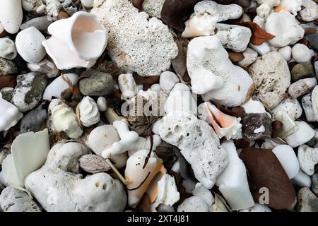 An diesem Strand in Haiti, Hispaniola, gibt es eine beeindruckende Sammlung von Muscheln, Kies und Korallen Stockfoto