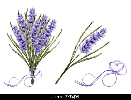 Aquarellabbildung. Lavendel, lila Blüte. Botanik, Pflanzen, Duftstoffe, Parfums, Kerzen, Aromaöle. Für Werbung, Etiketten, Logos, Textilien. Sträuße, Kränze, Zutat, Kräuter Stockfoto