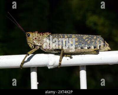 Rotwartmilchweed-Heuschrecke (Phymateus baccatus) Insecta Stockfoto