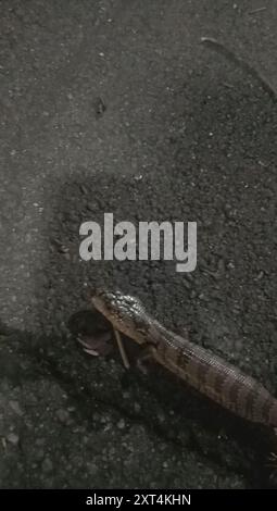 Rosafarbene Skink (Cyclodomorphus gerrardii) Reptilia Stockfoto