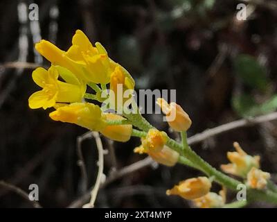 Blasenschoten (Physaria) Plantae Stockfoto