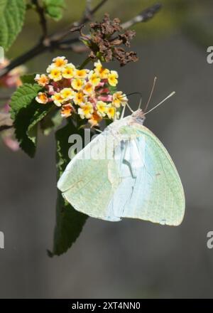 Afrikanischer Migrant (Catopsilia florella) Insecta Stockfoto