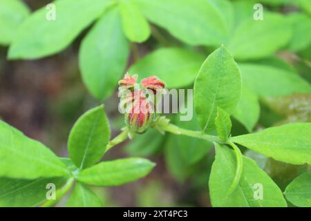 Flame Azalea (Rhododendron calendulaceum) Plantae Stockfoto