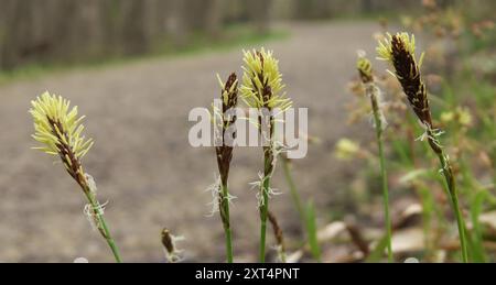 Pennsylvania Segge (Carex pensylvanica) Plantae Stockfoto