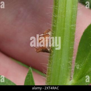 Kielbarer Baumopper (Entylia carinata) Insecta Stockfoto