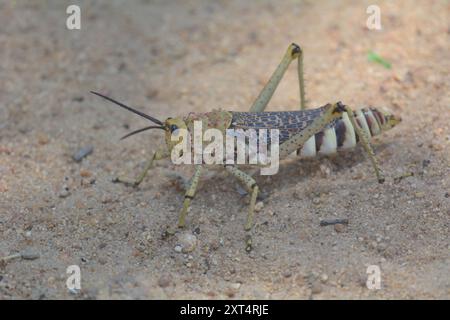 Rotwartmilchweed-Heuschrecke (Phymateus baccatus) Insecta Stockfoto