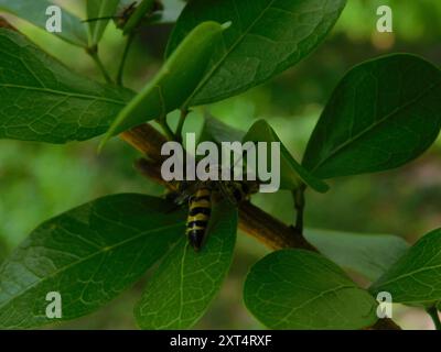 Dreibändige Scoliid Wasp (Dielis trifasciata) Insecta Stockfoto