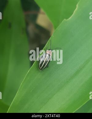 Schweinekäfer (Disonycha glabrata) Insecta Stockfoto