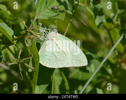 Afrikanischer Migrant (Catopsilia florella) Insecta Stockfoto