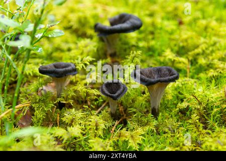 Schwarze Pfifferlinge im Wildwald. Craterellus cornucopioides, Horn der Fülle, schwarze Pfifferlinge, schwarze Trompete oder Trompete der Toten in gr Stockfoto