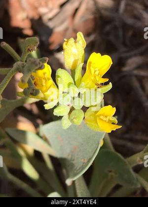 Blasenschoten (Physaria) Plantae Stockfoto