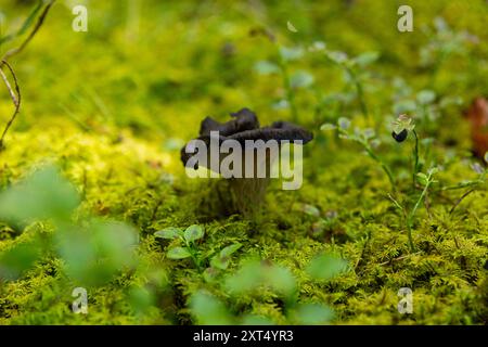 Schwarze Pfifferlinge im Wildwald. Craterellus cornucopioides, Horn der Fülle, schwarze Pfifferlinge, schwarze Trompete oder Trompete der Toten in gr Stockfoto