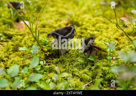 Schwarze Pfifferlinge im Wildwald. Craterellus cornucopioides, Horn der Fülle, schwarze Pfifferlinge, schwarze Trompete oder Trompete der Toten in gr Stockfoto