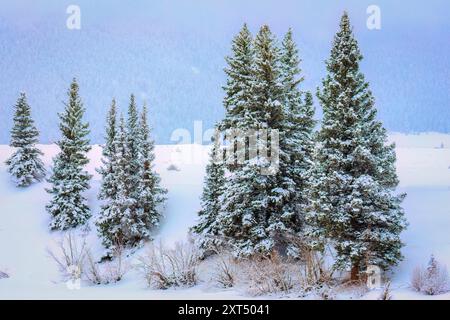 Schneebedeckte Bäume in der Nähe von Creede, Colorado, USA Stockfoto