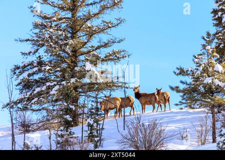 Rocky Mountain Elk (Cervus canadensis nelsoni) in Colorado im Winter Stockfoto