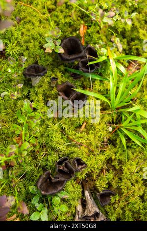 Schwarze Pfifferlinge im Wildwald. Craterellus cornucopioides, Horn der Fülle, schwarze Pfifferlinge, schwarze Trompete oder Trompete der Toten in gr Stockfoto