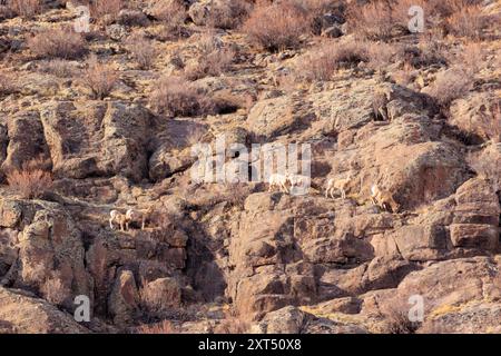 Dickhornschafe in den San Juan Mountains bei Creede, Colorado, USA Stockfoto