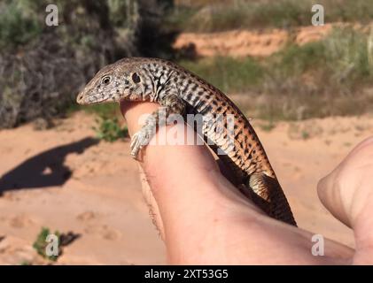 Westlicher Whiptail (Aspidoscelis tigris) Reptilia Stockfoto