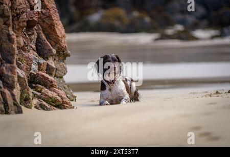 English Springer Spaniel Genießen Sie einen sonnigen Tag am Meer am Garry Beach auf der Isle of Lewis Stockfoto