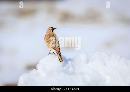 Gehörnter Lark (Eremophila alpestris) in Snow bei Creede, Colorado, USA Stockfoto