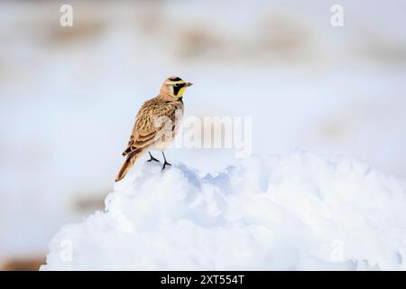 Gehörnter Lark (Eremophila alpestris) in Snow bei Creede, Colorado, USA Stockfoto