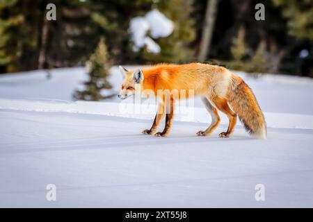 Red Fox (Vulpes vulpes) in the Snow in Colorado Stockfoto