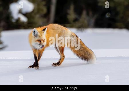 Rotfuchs (Vulpes vulpes) im Schnee in Colorado Stockfoto