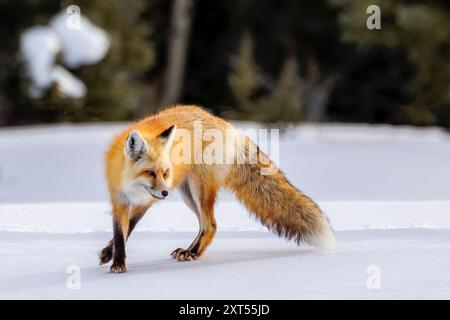 Red Fox (Vulpes vulpes) in the Snow in Colorado Stockfoto