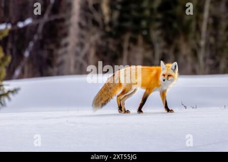 Red Fox (Vulpes vulpes) in the Snow in Colorado Stockfoto