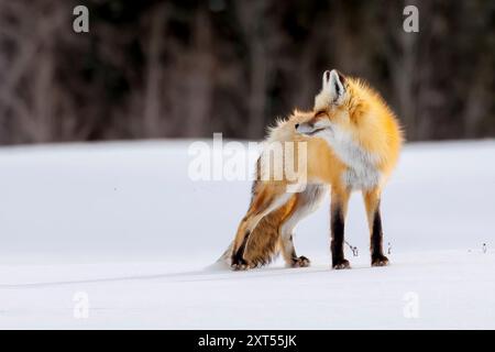 Red Fox (Vulpes vulpes) in the Snow in Colorado Stockfoto