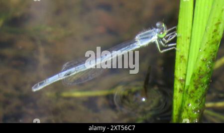 Östlicher Gabelschwanz (Ischnura verticalis) Insecta Stockfoto