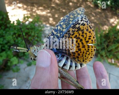 Rotwartmilchweed-Heuschrecke (Phymateus baccatus) Insecta Stockfoto