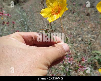 Lindleys Blazingstar (Mentzelia lindleyi) Plantae Stockfoto