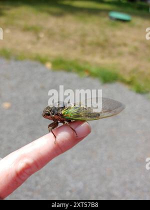 Lyrik Cicada (Neotibicen lyricen) Insecta Stockfoto