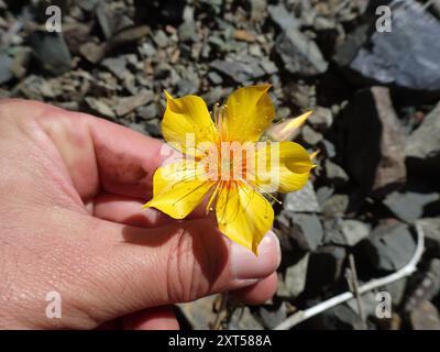 Lindleys Blazingstar (Mentzelia lindleyi) Plantae Stockfoto