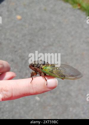 Lyrik Cicada (Neotibicen lyricen) Insecta Stockfoto