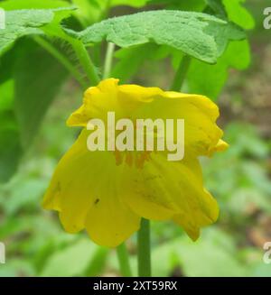 Cellandine Mohn (Stylophorum diphyllum) Plantae Stockfoto